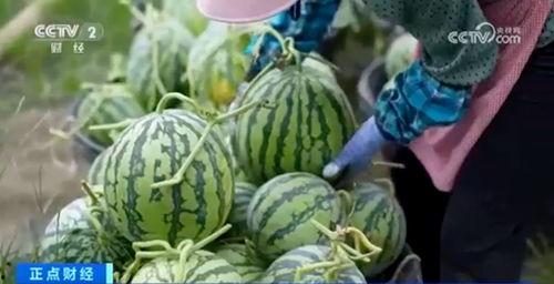 网红古风大瓜爆料视频,一场古韵风情的爆料盛宴