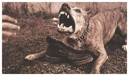 《疯狗》全集在线观看,一场疯狂与救赎的视觉盛宴